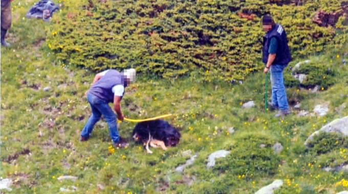 Il cane ucciso a bastonate (foto Ansa)