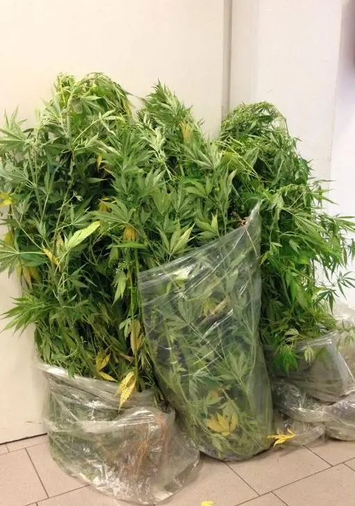 Trivolzio, zio e nipote con il pollice verde per la marijuana: 12 piante in giardino