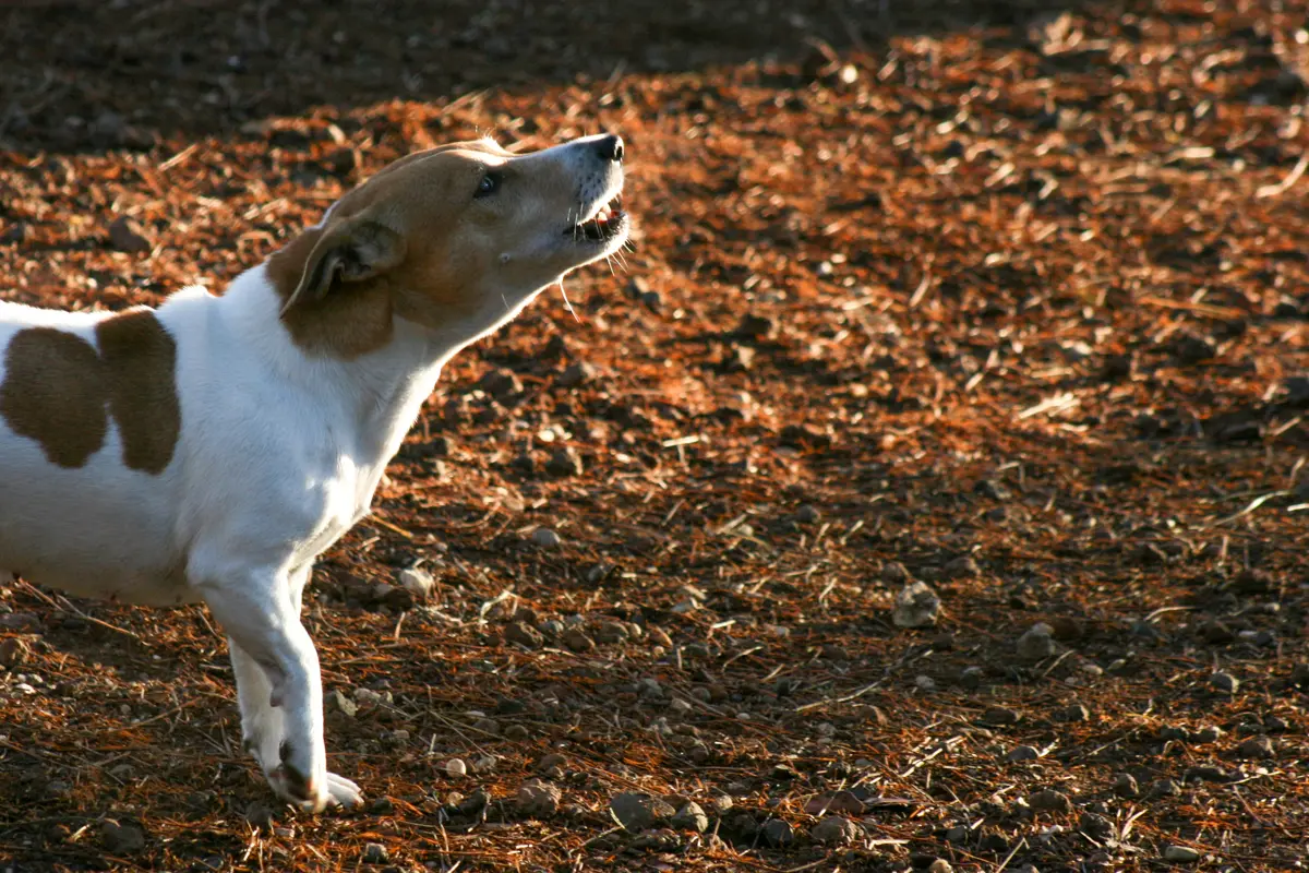 Imperia: è in sala parto e "dimentica" il cane a casa. Multa per maltrattamento di animali