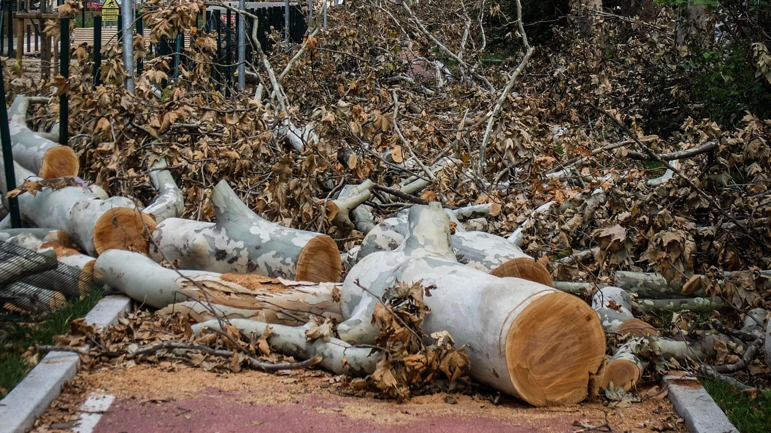 

Riuso del legno degli alberi caduti a Milano: Il Comune lancia l'avviso pubblico