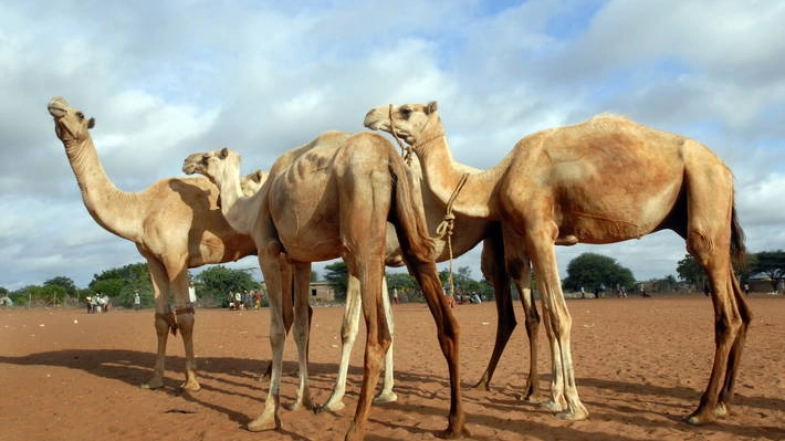 Dopo i pipistrelli, i cammelli all'origine di un nuovo virus
