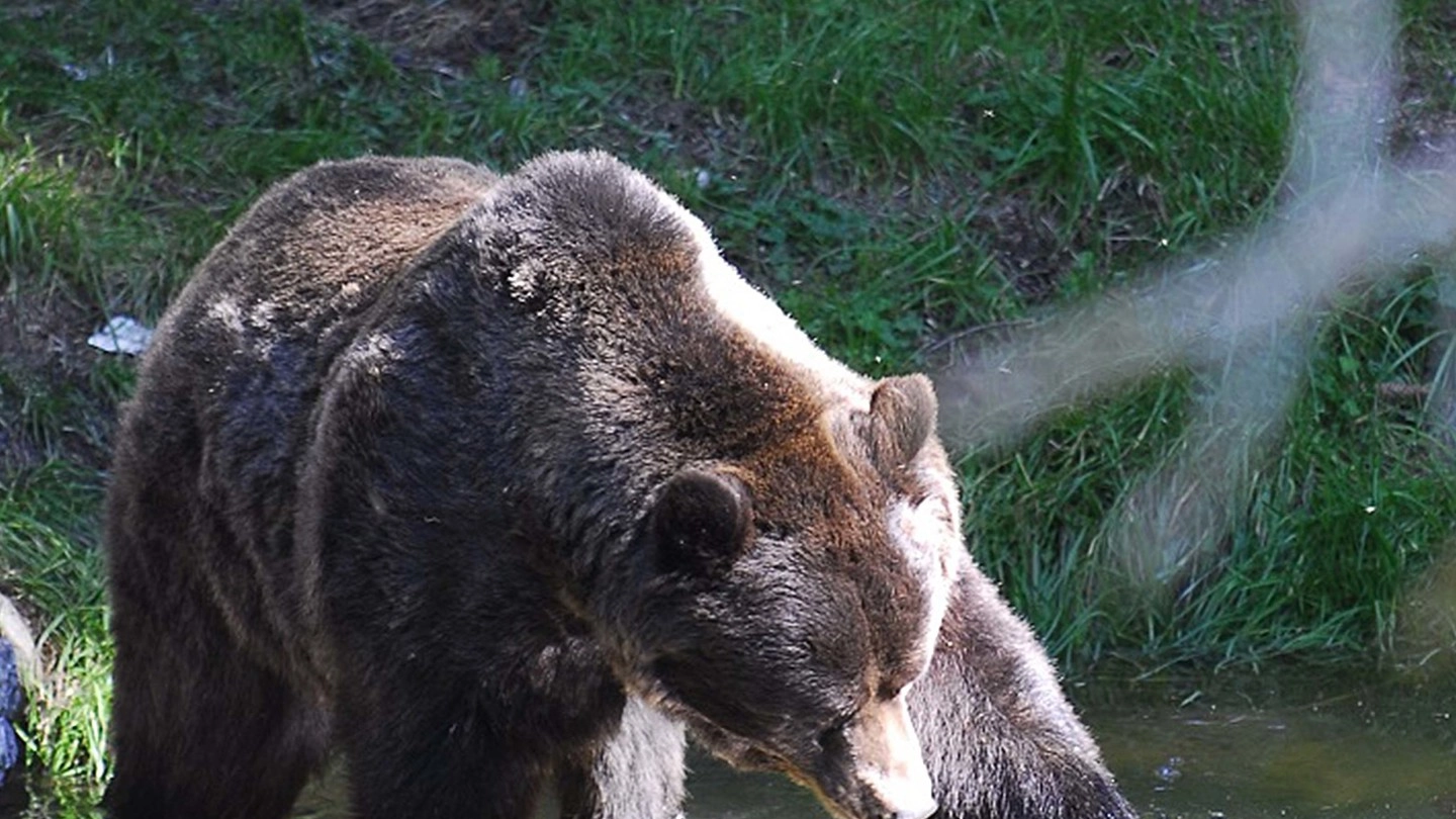 Nuove incursioni e danni dell’orso in Valchiavenna e crescono le preoccupazioni
