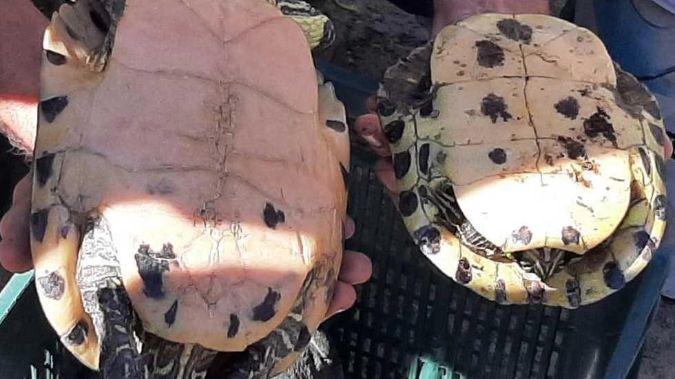 Due grosse tartarughe abbandonate  recuperate dai vigili all’ex Antonini