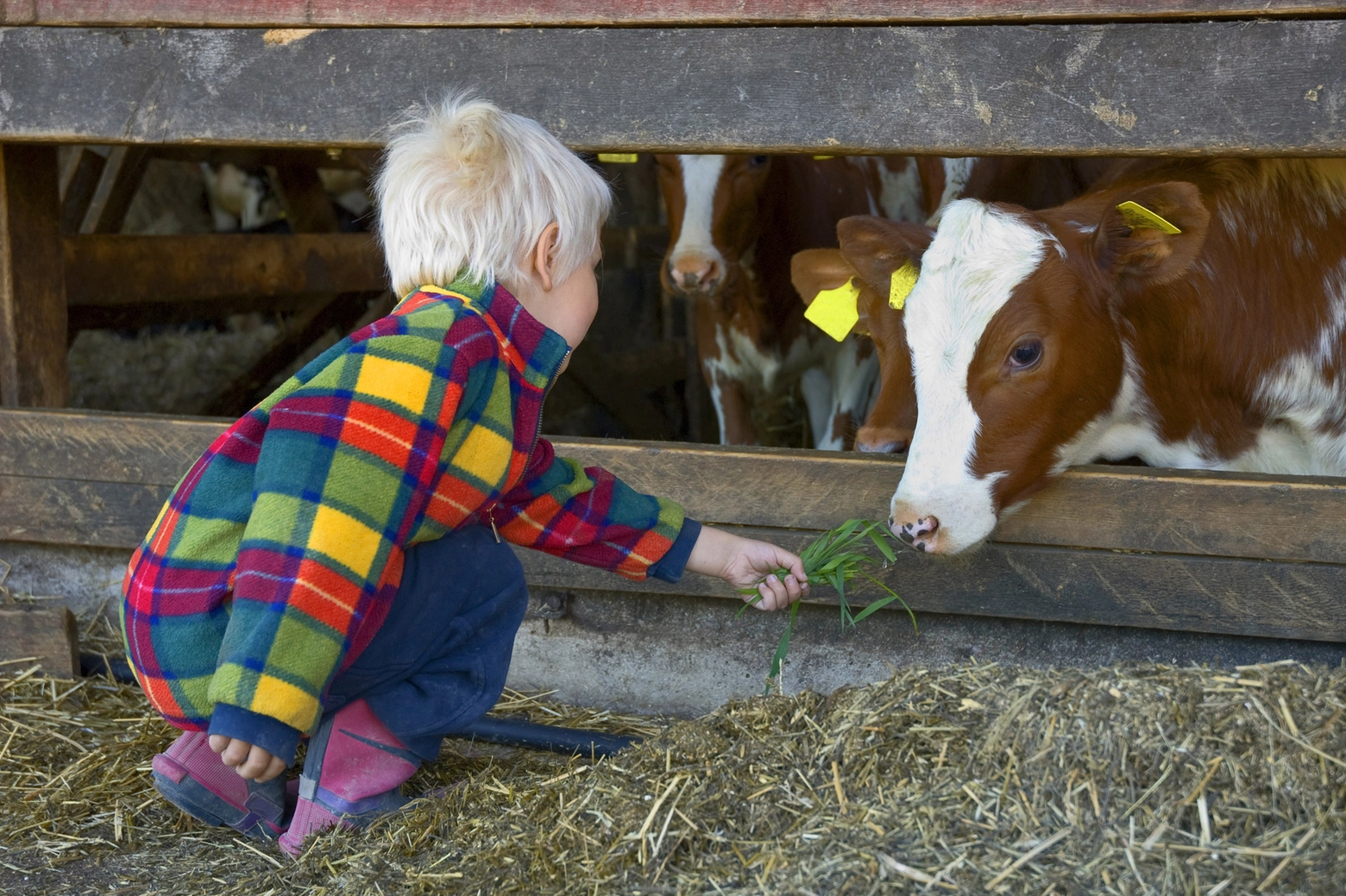 Un bambino con una mucca