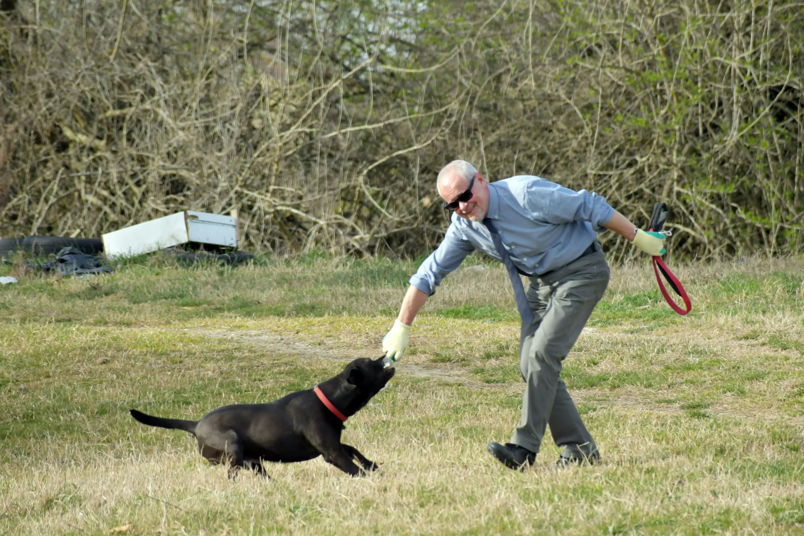 Pavia, al Confluente un cane spazzino