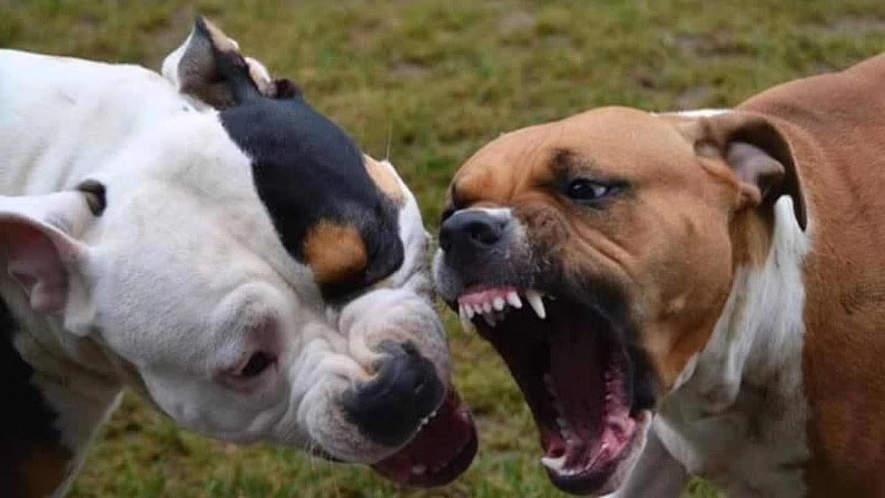 I cani coinvolti erano tutti pitbull (foto di repertorio)