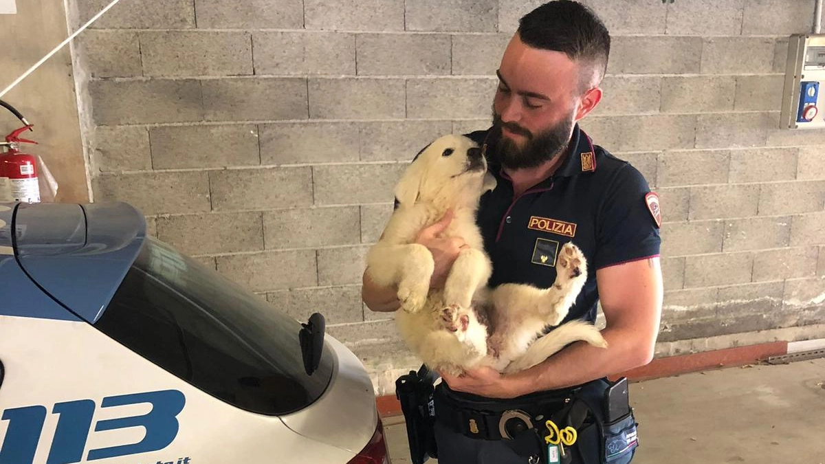 Un agente di polizia con uno dei cuccioli recuperati a Monza