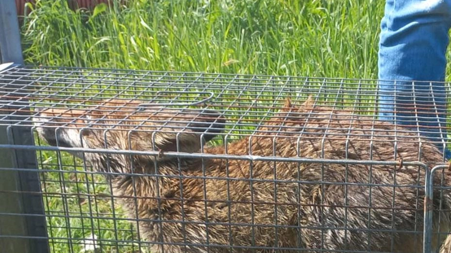 Liberata volpe catturata con una trappola illegale Liberata volpe catturata con una trappola illegale