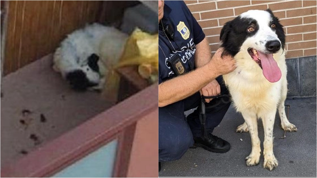 Zeus abbandonato sul balcone e poi salvato dalla guardie zoologiche Zeus abbandonato sul balcone e poi salvato dalla guardie zoologiche