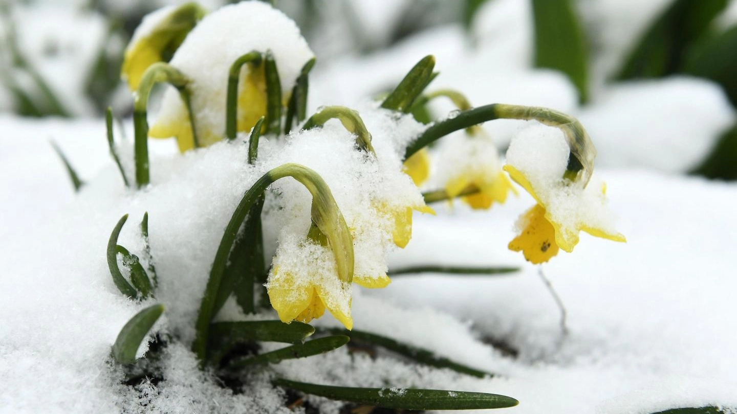 Neve in primavera, rischio gelo nelle campagne (Ansa)