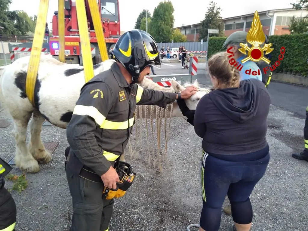 Montanaso, cavallo cade in un fossato: recuperato con la gru