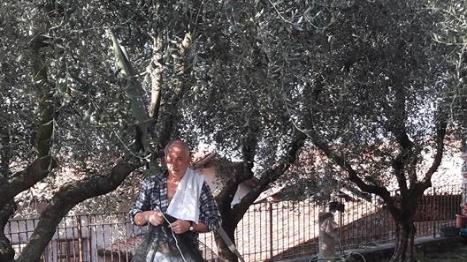 Raccolta olive delle stagioni passate