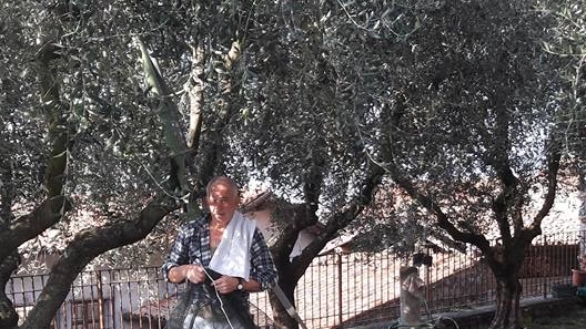 Raccolta olive delle stagioni passate Raccolta olive delle stagioni passate