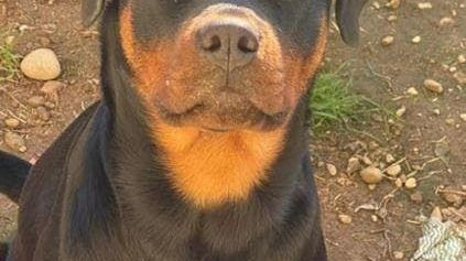 Rottweiler ucciso da un cacciatore. Raccolte 15mila firme per Uma