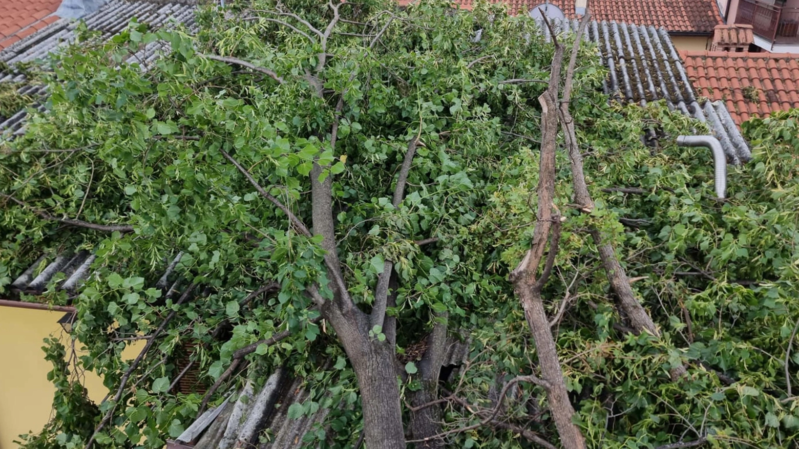 La quercia caduta su una casa a Cassano d'Adda