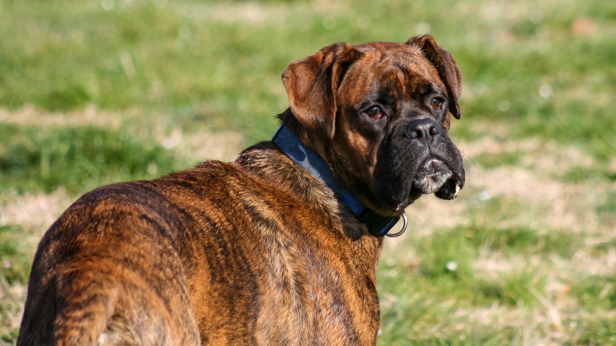 Un cane razza boxer (foto d'archivio)