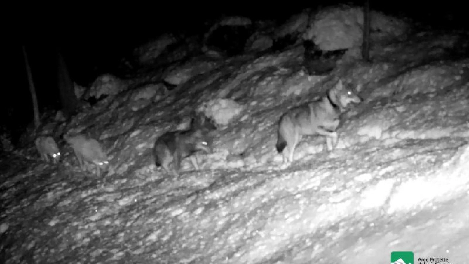 Il primo branco di lupi in provincia di Bergamo