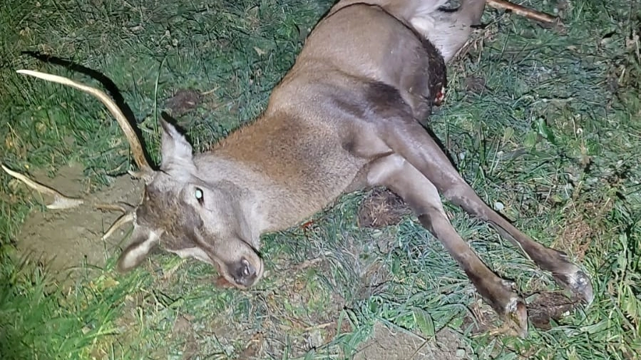 Il cervo ucciso dai due bracconieri a Pian di Spagna
