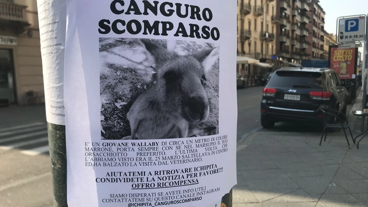 Il manifesto del canguro "scomparso"