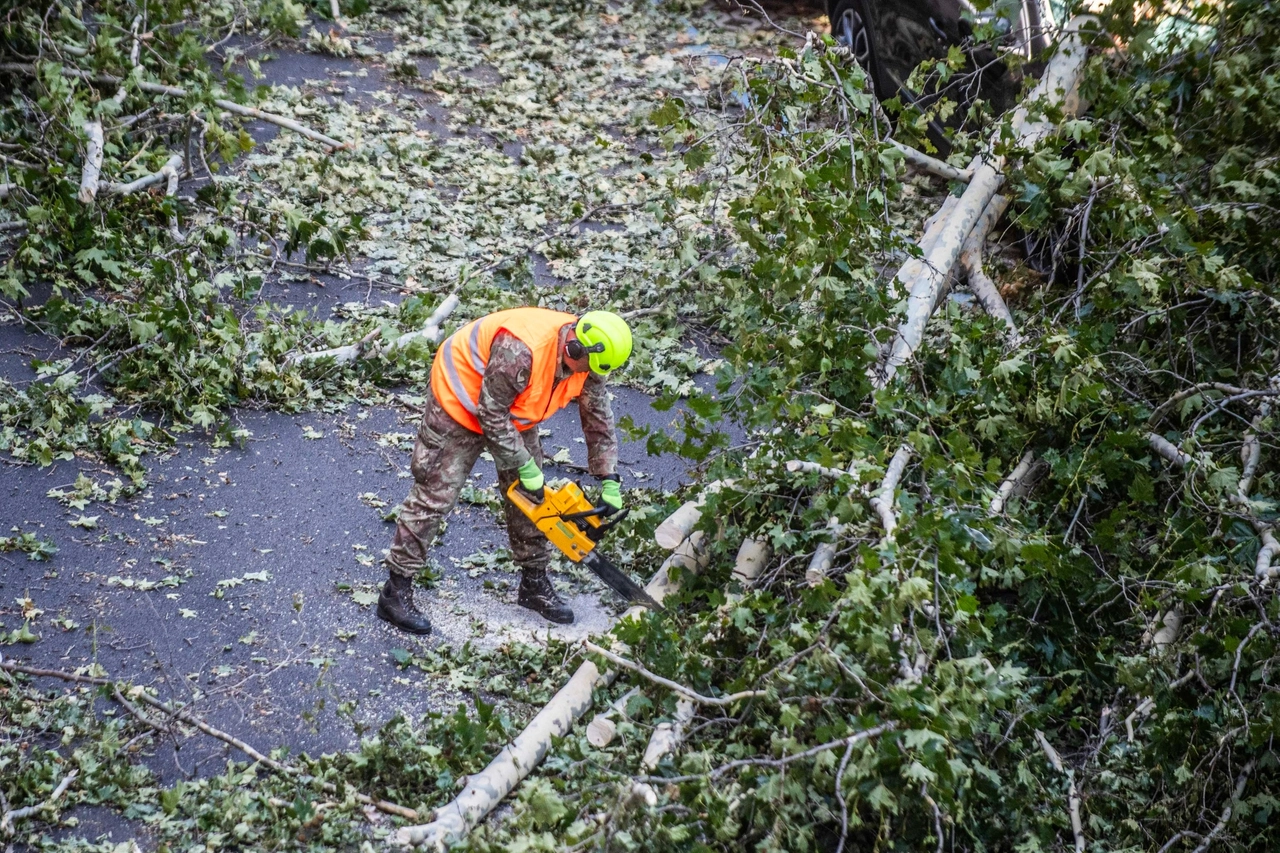 Con la motosega per ridurre gli alberi in pezzi più piccoli