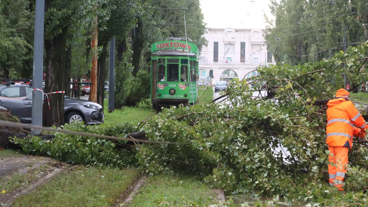 L'albero caduto in zona Cà Granda (Salmoirago)