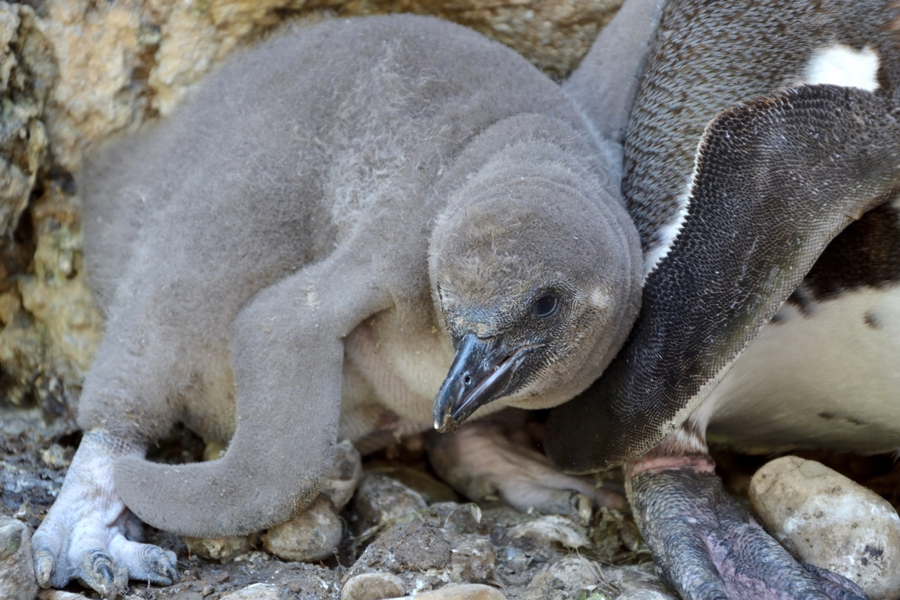Il piccolo pinguino di Humboldt