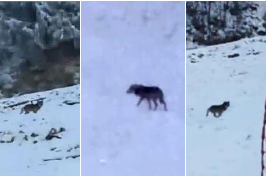 Il lupo in alcuni frame del video girato sulle piste
