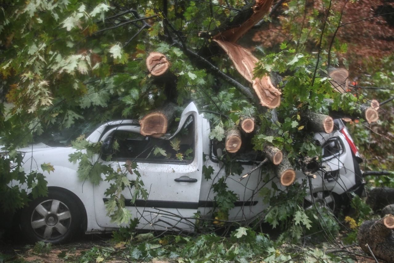 Alberi caduti a Milano