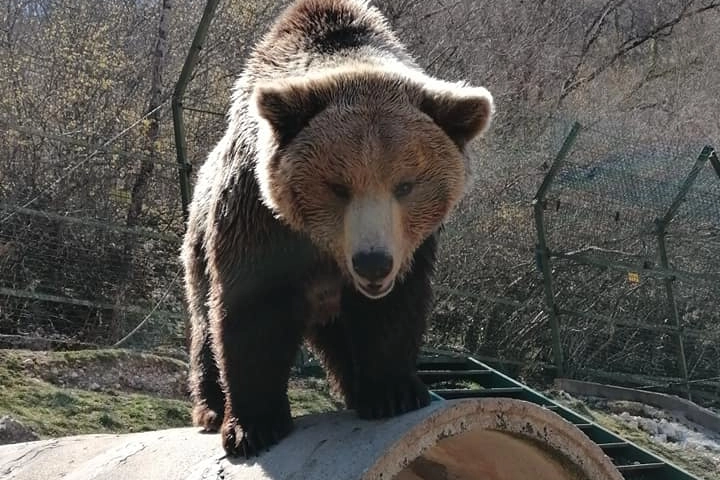 L'orsa Sonia, morta a Campito Appennino (Frosinone) 