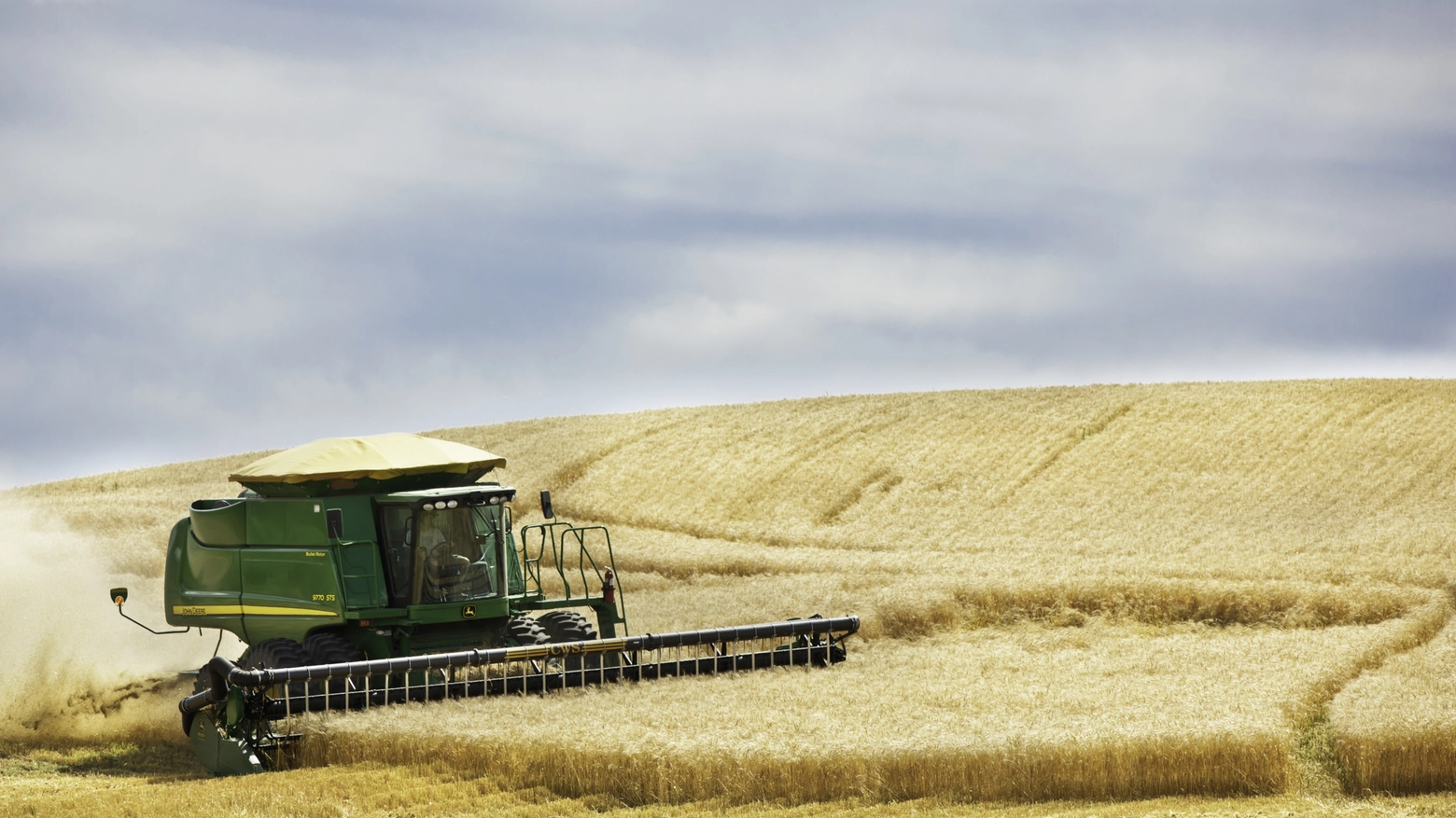 Un campo di grano (foto iStock)