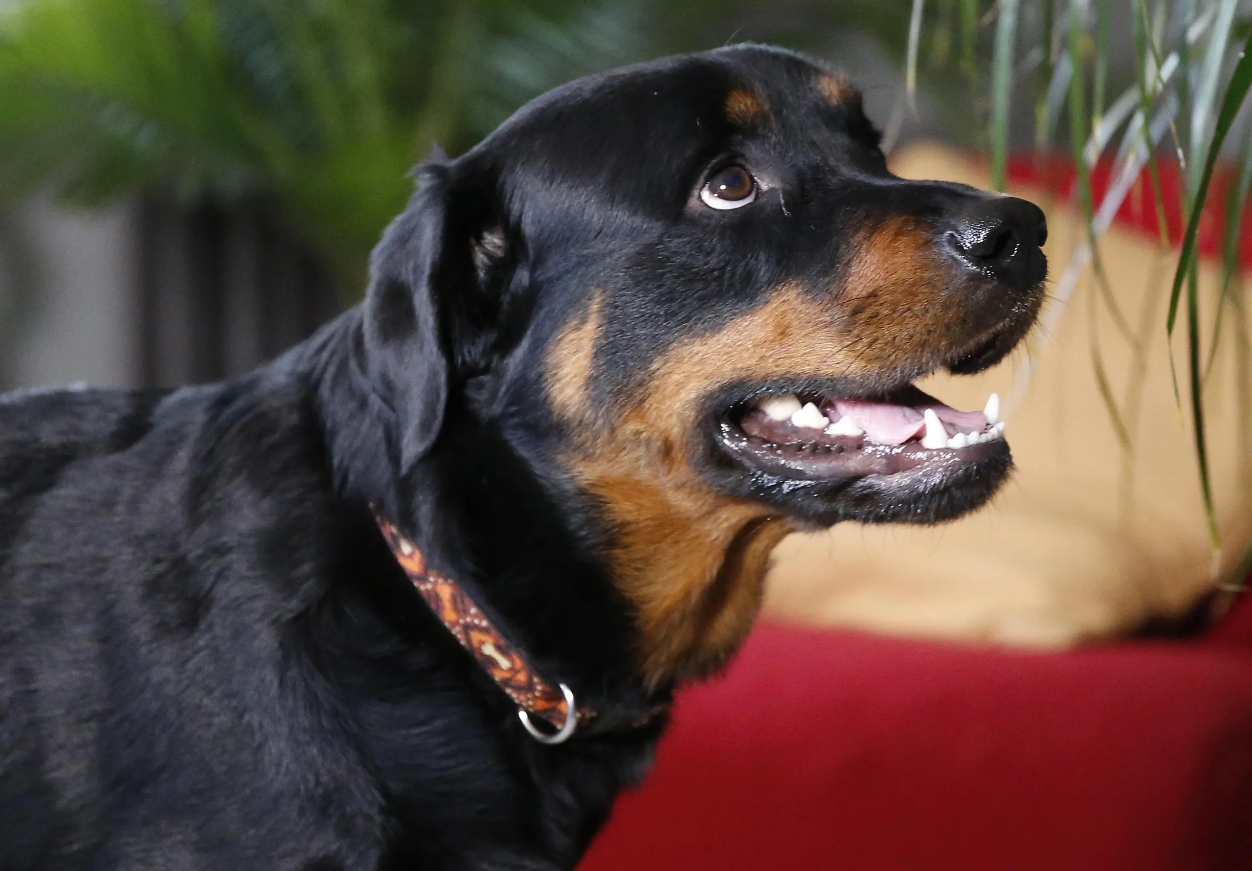 Entrano in casa e rapiscono rottweiler: prese