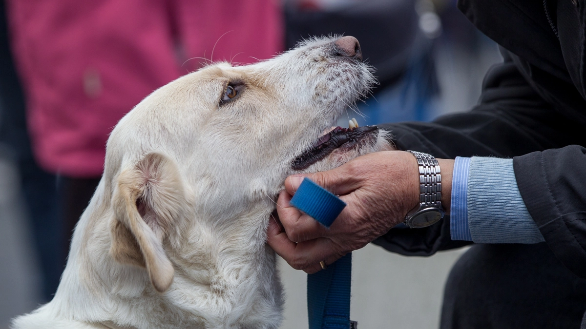 Un cane con il suo padrone (Foto L.Gallitto)