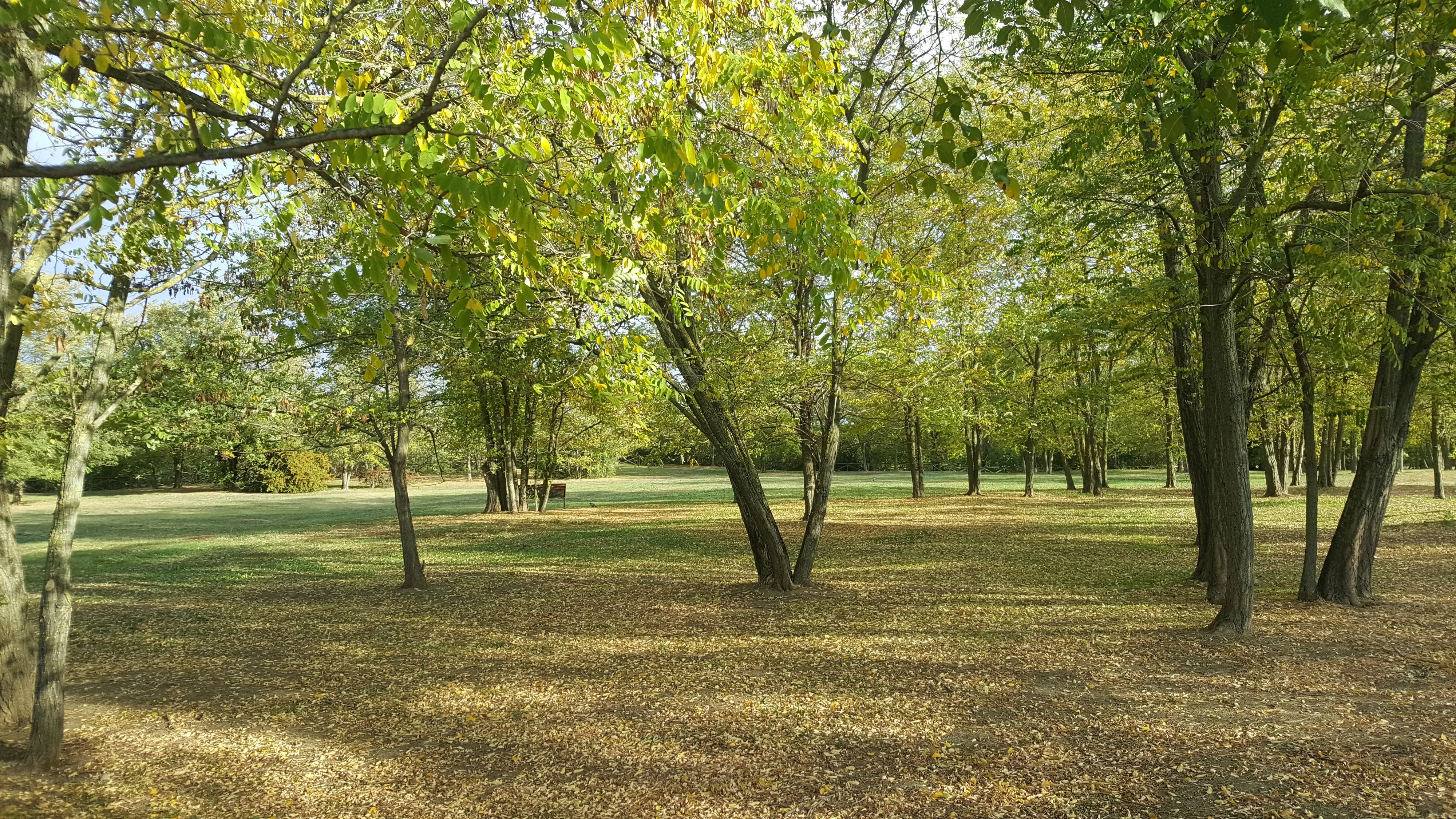 Caldo, l'arma migliore per combatterlo sono gli alberi. Ma in città sono troppo pochi
