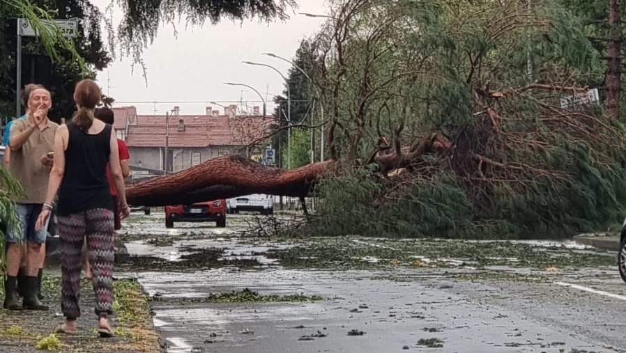Grosso albero caduto in strada a Legnano