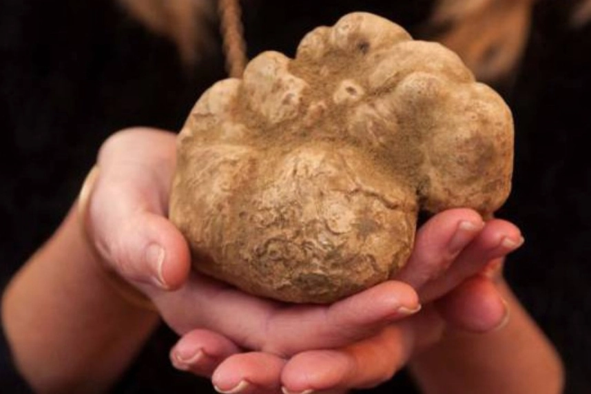 Tartufo bianco 