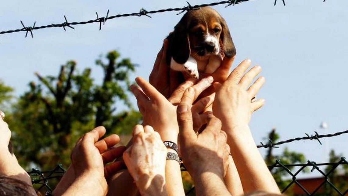 Uno dei beagle liberati da Green Hill