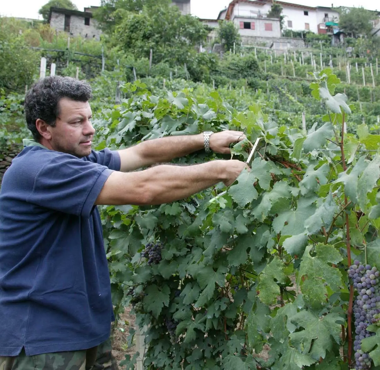 Le Strade di Vini e Sapori di Sondrio: Via ai Progetti