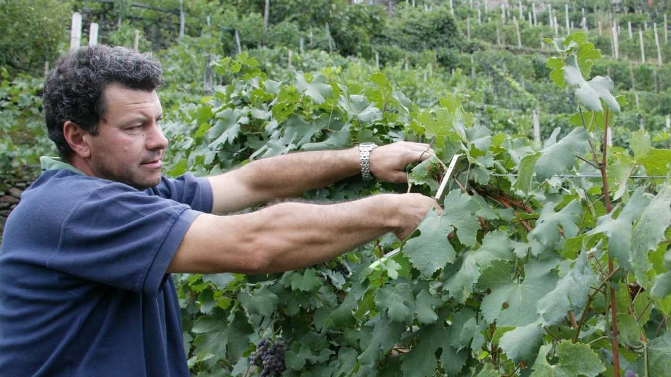 
Le Strade di Vini e Sapori di Sondrio: Via ai Progetti