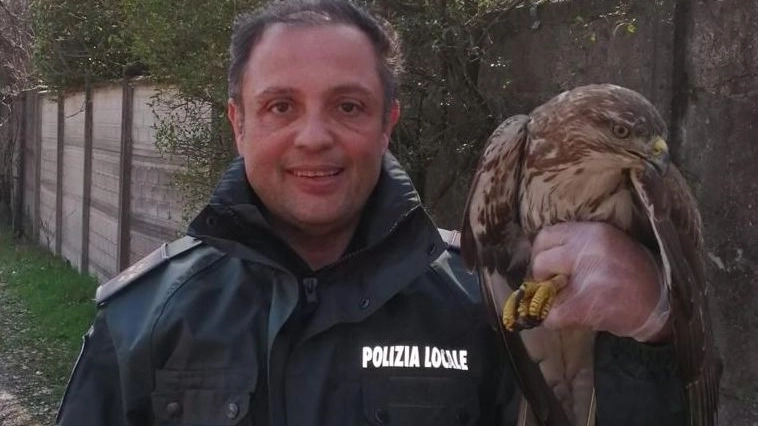 Uno degli animali selvatici salvati a Milano dal Niv