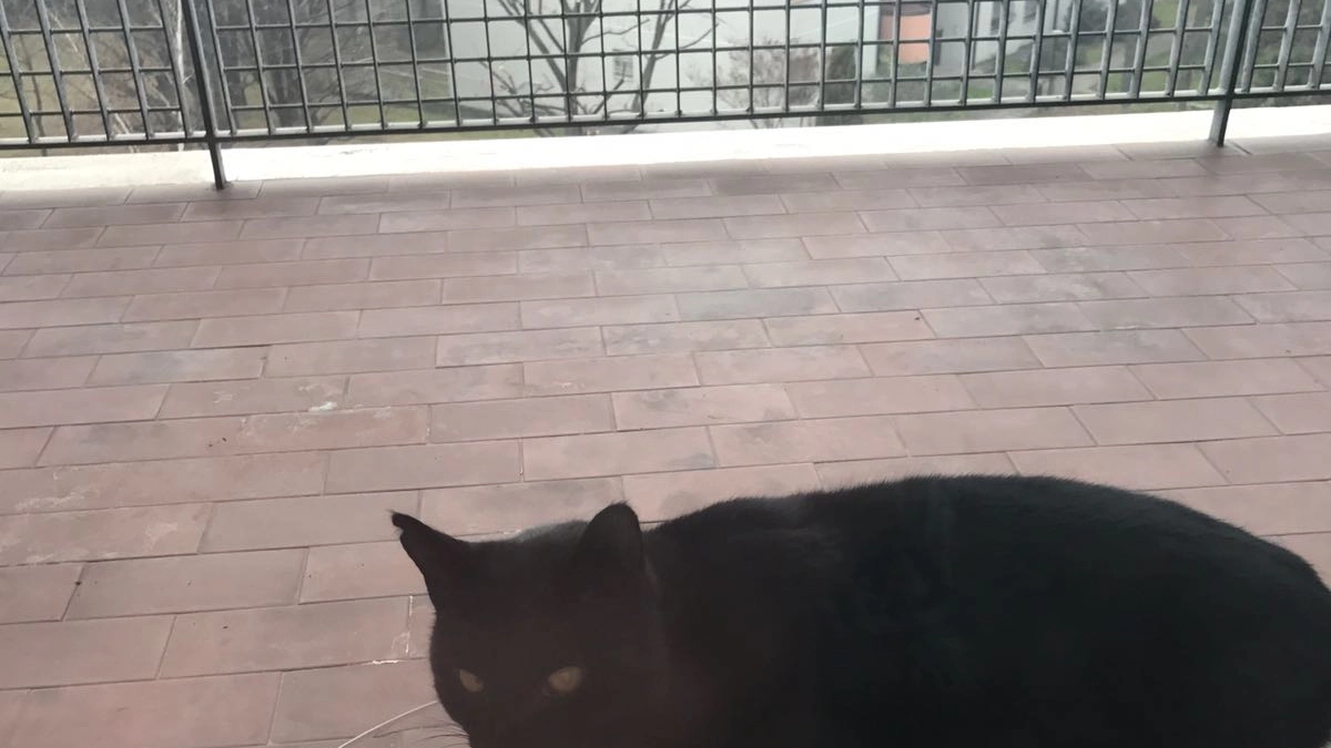 Il gatto comparso sul balcone