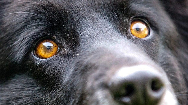 Un cane