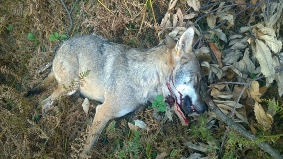 Un lupo abbattuto (foto di archivio)