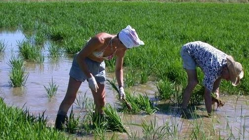 Due coltivatori al lavoro in una risaia della Lomellina