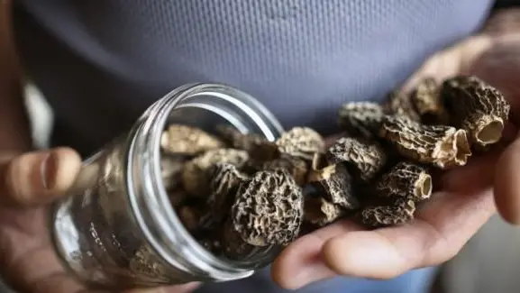 In casa il kit per coltivare funghi allucinogeni, arrestato per spaccio