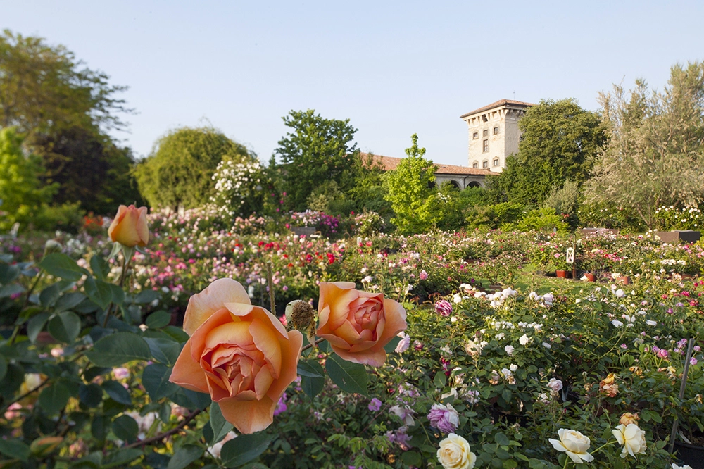 Roseto a Castello Quistini