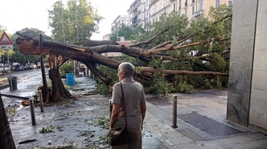 Albero abbattuto dalla tempesta della notte del 25 luglio a Milano