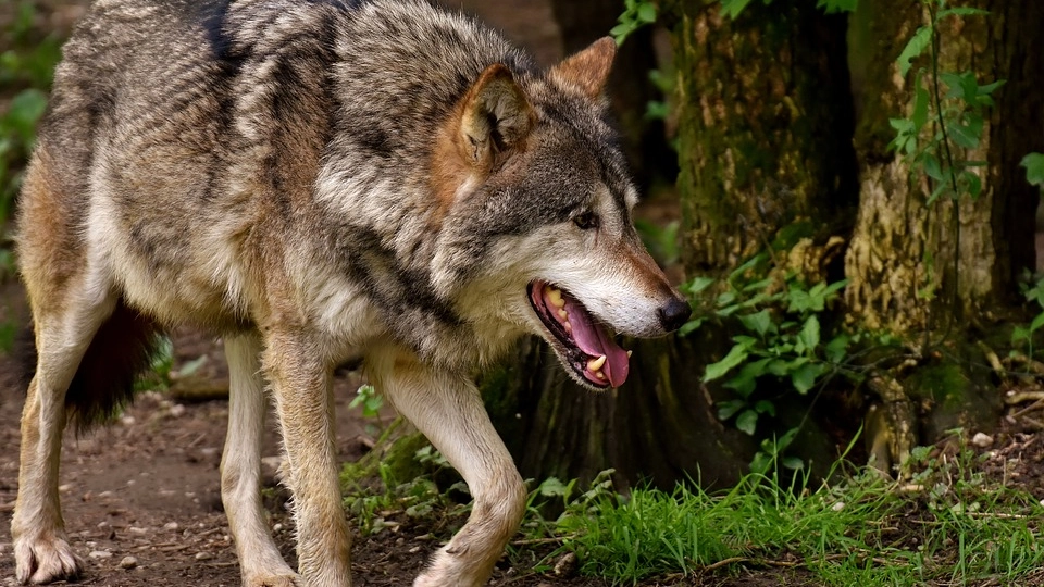 Un esemplare di lupo