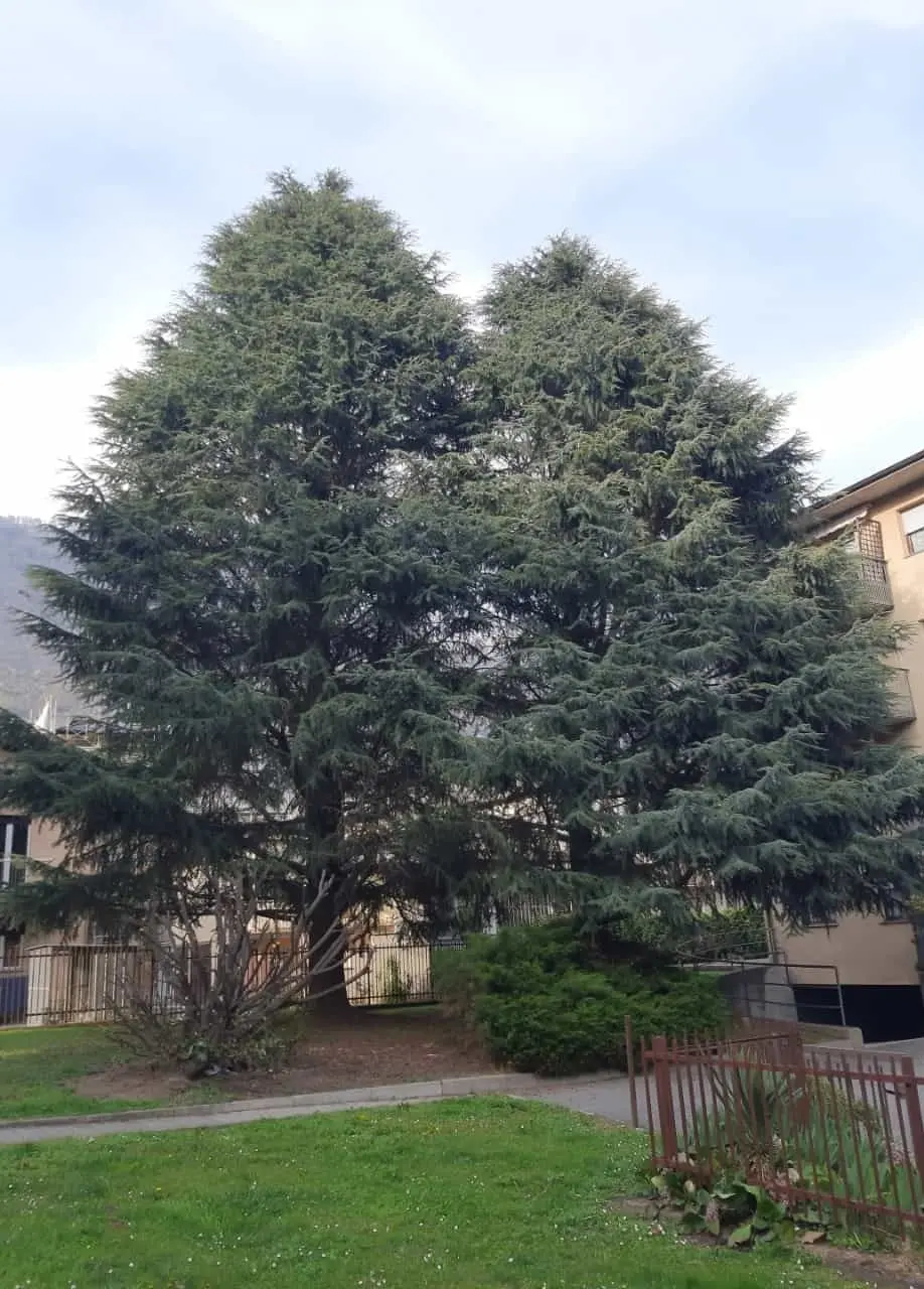 Salvare o tagliare quei due cedri? Residenti e amanti del verde divisi a Sondrio