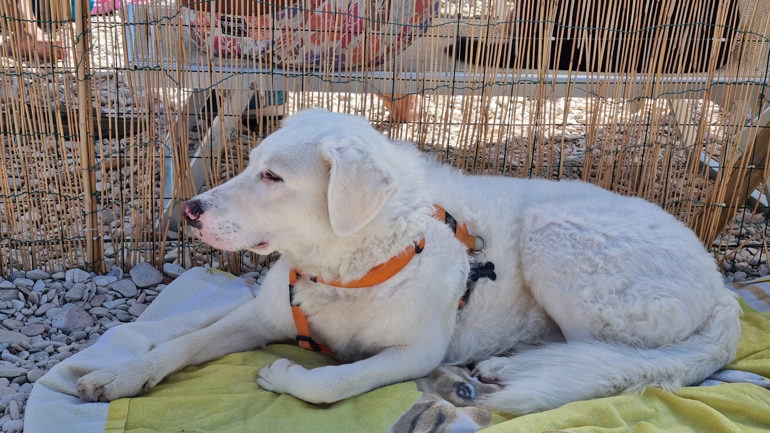 Particolare attenzione ai cani dal manto bianco, sono i più soggetti agli eritemi solari
