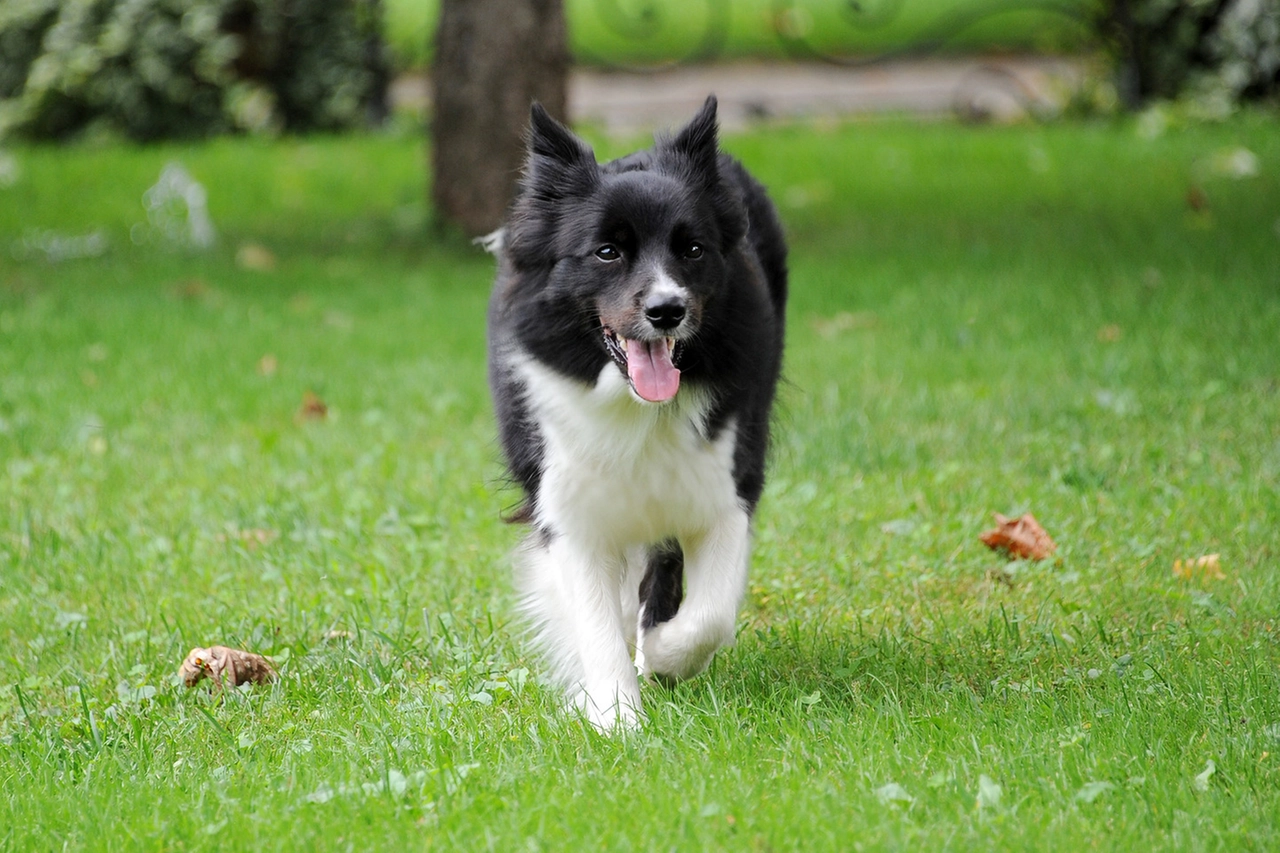Pet Therapy, il cane Juno